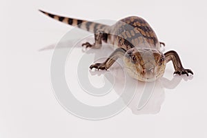 Australian Baby Eastern Blue Tongue Lizard closeup isolated on w