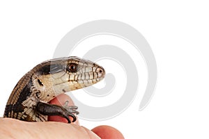 Australian Baby Eastern Blue Tongue Lizard closeup isolated on w