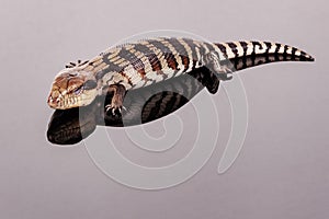 Australian Baby Eastern Blue Tongue Lizard closeup of sleeping