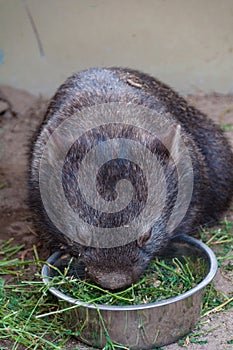 Australian baby wombat eating grass