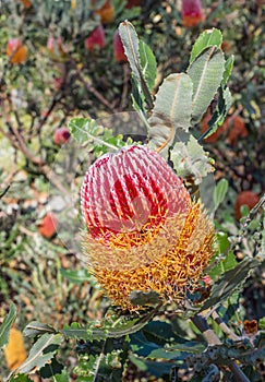 Australian Banksia in Flower