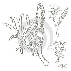 Australian Banksia Seed Pods Hand drawn vector illustration