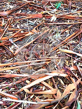 Australian bark scattered on the ground