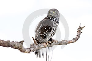 Australian Barking Owl with white background