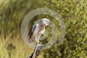 Australian barn owl perched on branch