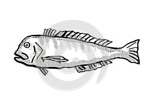 Australian Barred Tilefish Fish Cartoon Retro Drawing