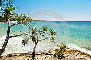 Australian Beach Palm Trees And Sky