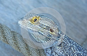 Australian Bearded Dragon.