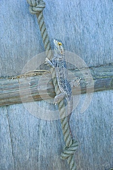 Australian Bearded Dragon.
