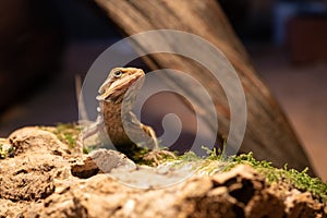 Australian bearded dragon lizard. Agama lizard lies on a log on wood background. close-up, exotic reptiles. Leatherback