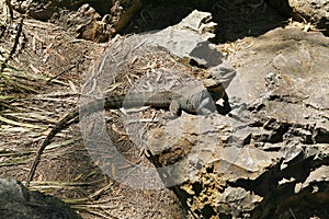 Australian Bearded Dragon Lizard