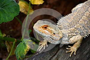 Australian Bearded Dragon portrait