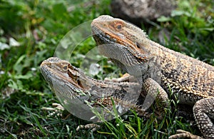 Australian Bearded Dragons