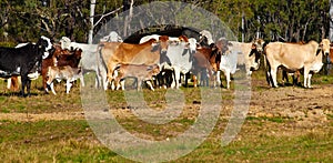 Australian beef cattle