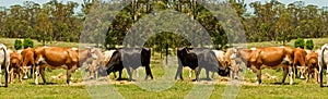 Australian beef cattle cow border