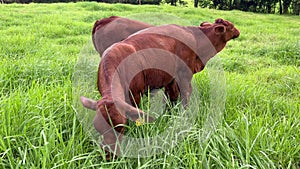 Australian beef cattle eat grass in a farm