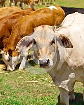 Australian beef cattle herd