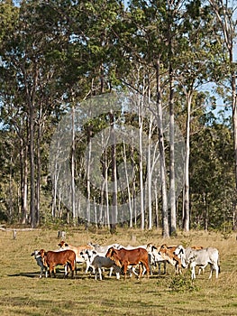 Australian beef cattle herd