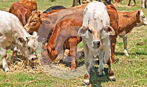 Australian beef cattle young calves photo