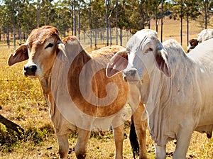 Australian Beef Industry Brahman Cows