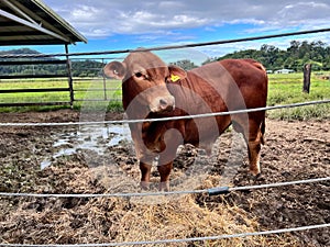 Australian beef stud in a farm