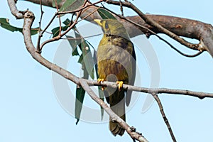 Australian Bell Miner in Victoria Australia