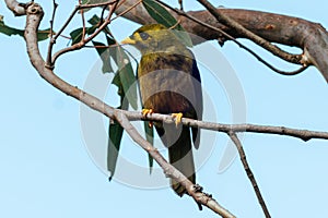 Australian Bell Miner in Victoria Australia