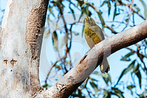 Australian Bell Miner in Victoria Australia