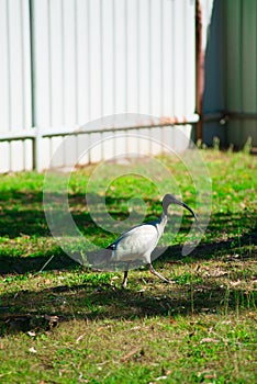 Australian bird looking for food at the back yard around Brisbane, Australia. Australia is a continent located in the south part o