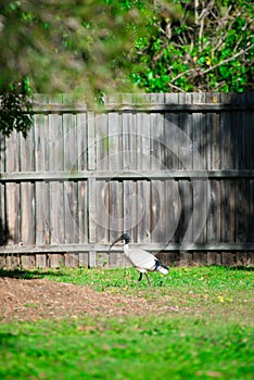 Australian bird looking for food at the back yard around Brisbane, Australia. Australia is a continent located in the south part o