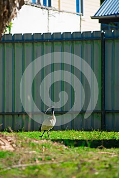 Australian bird looking for food at the back yard around Brisbane, Australia. Australia is a continent located in the south part o