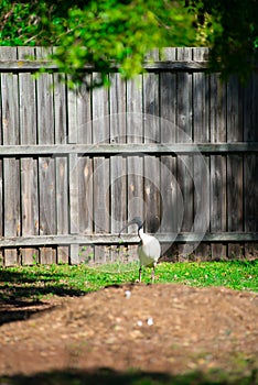 Australian bird looking for food at the back yard around Brisbane, Australia. Australia is a continent located in the south part o