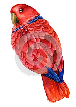 Australian bird. Parrot, isolated white background, watercolor drawing