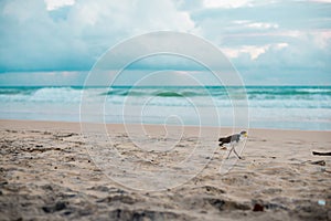 Australian bird walking for food at the beach around Brisbane, Australia. Australia is a continent located in the south part of th