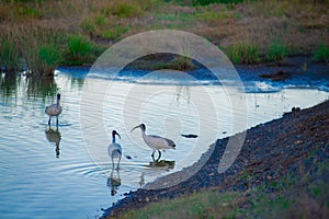 Australian birds looking for food in the pond around Brisbane, Australia. Australia is a continent located in the south part of th