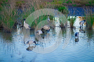 Australian birds looking for food in the pond around Brisbane, Australia. Australia is a continent located in the south part of th