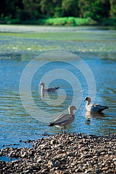 Australian birds looking for food in the pond around Brisbane, Australia. Australia is a continent located in the south part of th