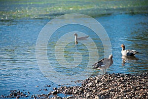 Australian birds looking for food in the pond around Brisbane, Australia. Australia is a continent located in the south part of th
