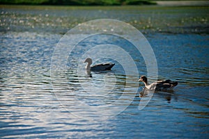 Australian birds looking for food in the pond around Brisbane, Australia. Australia is a continent located in the south part of th