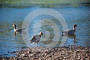 Australian birds looking for food in the pond around Brisbane, Australia. Australia is a continent located in the south part of th