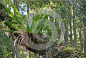 Australian Birdsnest Fern