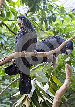 Australian Black Cockatoo