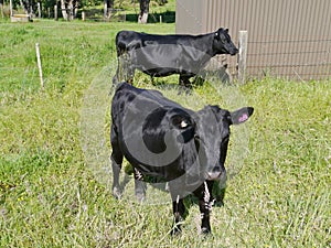 Australian black cows