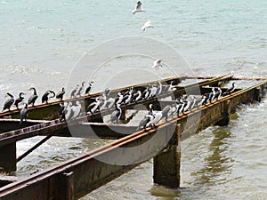 Australian Black faced Cormorant