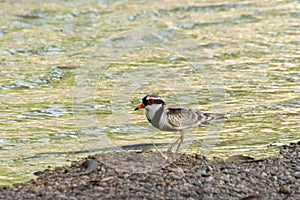 An Australian Black fronted Dotterel Bird