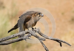 Australian Black Kite (Milvus migrans)