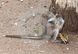 Australian black striped kangaroo