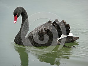 Australian Black Swan