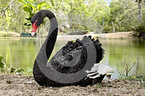 Australian Black Swan photo