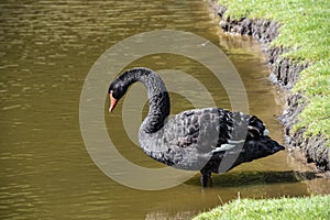 Australian black swan, Cygnus atratus, portrait. Close up of black swan head with red beak and eyes